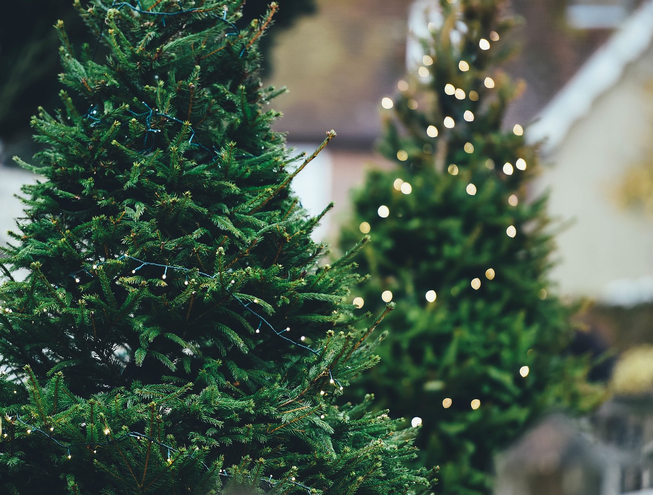 Achtung Mit einem echten Weihnachtsbaum zu Hause laufen Sie Gefahr, an