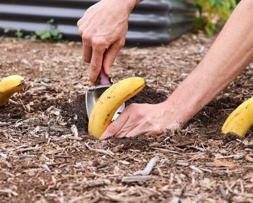 Pflanze Bananen in deinem Garten und sieh, was passiert!